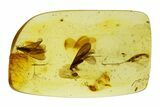 Polished Colombian Copal ( g) - Winged Termites and Fly! #293560-1